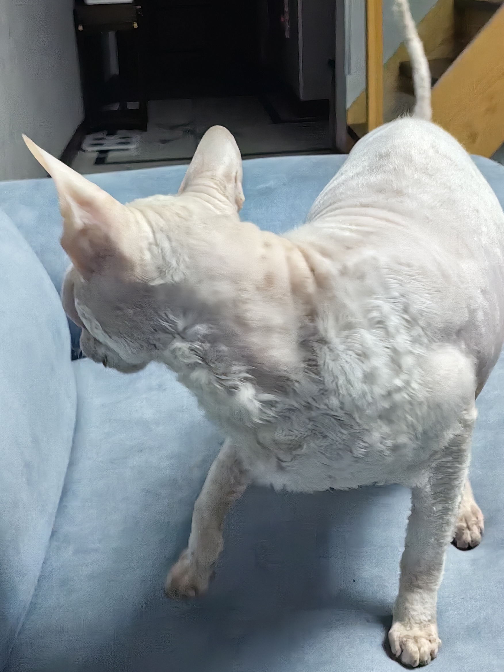 个人原因无法继续养,宠纯白色斯芬克斯无毛猫(牛奶),寻找有缘人免费赠与。